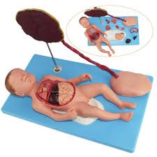 Neonatal Visceral Anatomi Modell